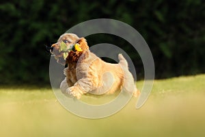 English Cocker Spaniel, golden puppy playing with a sunflower flower. Little golden puppy at play in the garden. Little puppy