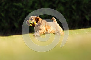 English Cocker Spaniel, golden puppy playing with a sunflower flower. Little golden puppy at play in the garden. Little puppy