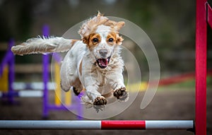 English cocker spaniel jumping in dog agility