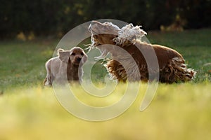 English Cocker Spaniel, mother with puppy in green grass. Her mother shakes her hair and her hair flutters around her body. Dogs