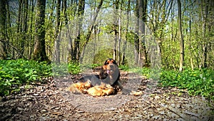 English Cocker spaniel on path through woods