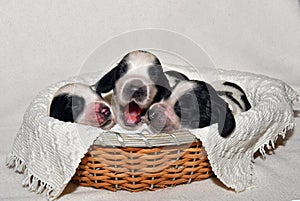 English Cocker Spaniel Puppies in a Basket