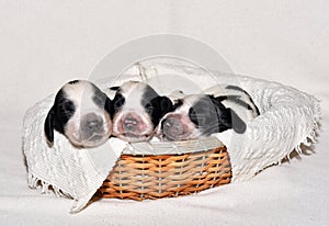 English Cocker Spaniel Puppies in a Basket