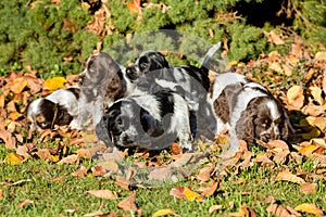 English Cocker Spaniel puppies