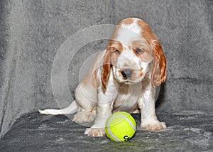 English Cocker Spaniel Puppy