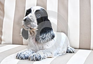 English Cocker Spaniel Puppy