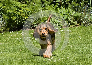 English Cocker Spaniel Puppy Ears Flapping