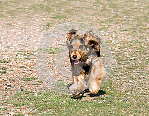 English Cocker Spaniel Puppy Running