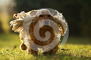 English Cocker Spaniel running in backlight on green grass. Little golden dog with fluttering ears in the backlight
