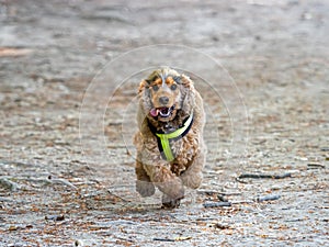 English Cocker Spaniel Running fast