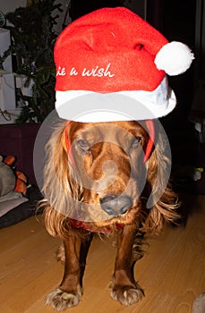 English Cocker Spaniel with Santa Claus`s deer horns