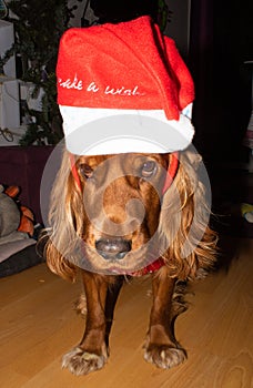 English Cocker Spaniel with Santa Claus`s hat