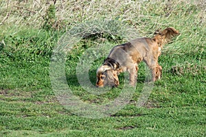 English Cocker Spaniel on a Scent