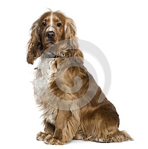 English Cocker Spaniel, sitting