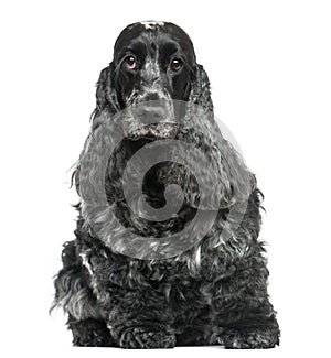 English Cocker Spaniel, sitting, facing, isolated