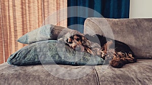 English cocker spaniel sleeping on sofa.
