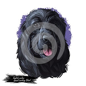 English cocker spaniel working Black breed of gun dog digital art illustration of cute canine animal. Working-dog form of Field