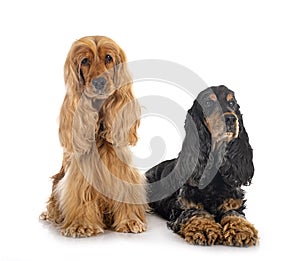 English Cockers Spaniels