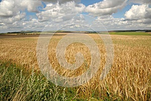 English cornfields