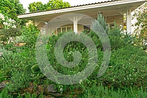 English cottage garden in backyard of a house, infomal landscape decorate with roses, rosemary herb, lavender, flower plant