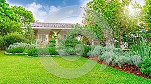 English cottage garden on green grass lawn backyard in a house, infomal landscape decorate with rosemary herb silver leaves