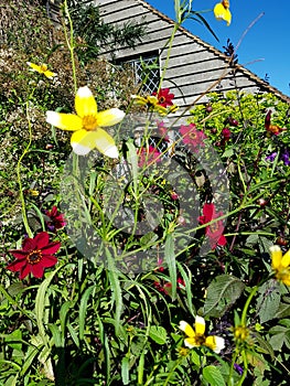 An English country garden with bright flowers in front of a weather board cottage.