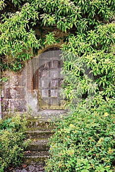 Old Weathered Wooden Door overgrown with lush vines photo