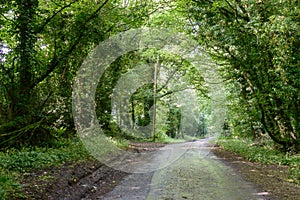 English Country Road in Forest