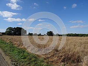 English countryside farmers field with crops