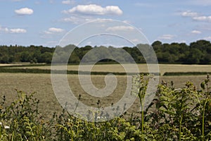 English Countryside, Holmer Green, Buckinghamshire