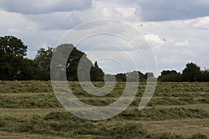 English Countryside, Holmer Green, Buckinghamshire