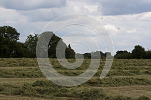 English Countryside, Holmer Green, Buckinghamshire photo