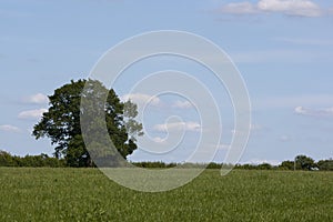 English Countryside, Holmer Green, Buckinghamshire photo