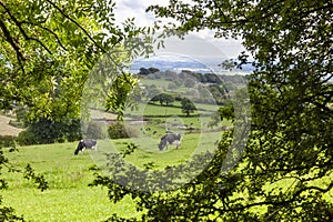 English countryside landscape