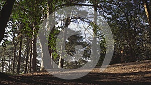 English Countryside near London. Early spring beech wood. Copy space background. The sun`s rays make their way through