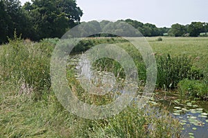 English countryside river natural overgrown in field on a summer lily pads