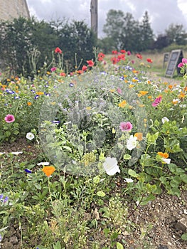 English countryside traditional cottage garden flowers