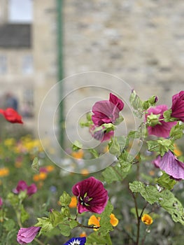 English countryside traditional cottage garden flowers