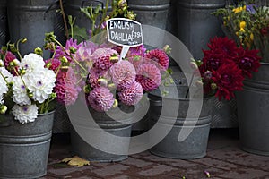 The English dahlias for sale in a flower stall near the metro