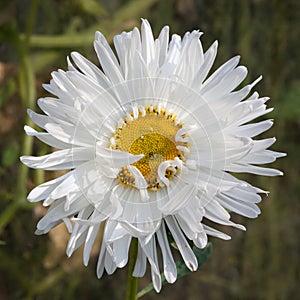 English daisy (Bellis perennis)