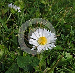 English Daisy (Bellis perennis)