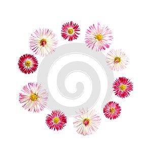 English daisy Bellis perennis on a white background with space for text. Flat lay