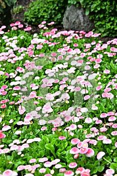 English daisy in the Butchart Gardens. Victoria BC.