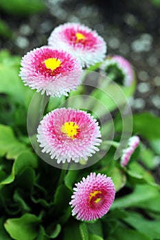 English daisy flower photo