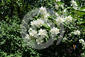 English dogwood in bloom in June