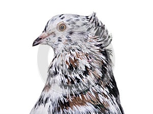 English Fantail pigeon close up against white background