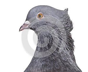 English Fantail pigeon, close up against white background