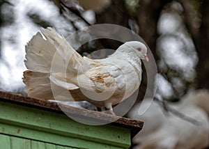 English Fantail Pigeon (Columba livia domestica) Outdoors