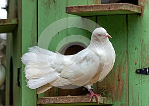 English Fantail Pigeon (Columba livia domestica) Outdoors