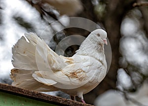 English Fantail Pigeon (Columba livia domestica) Outdoors